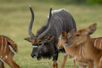 A male lowland nyala (Tragelaphus angasii) with females standing around it © Tyrone