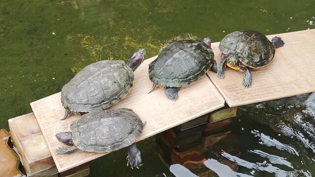 A turtle basking in the sun on a log in a spring pond.