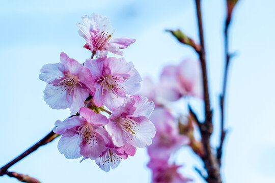 Close Up of Delicate Kawazu Cherry Blossoms Against Blue Sky