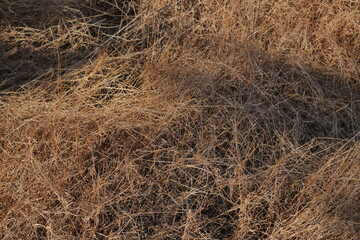 dry grass background © Hoirul