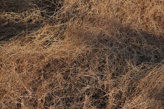 dry grass background