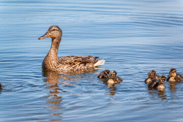 Fototapeta premium A family of ducks, a duck and its little ducklings are swimming in the water. The duck takes care of its newborn ducklings. Mallard, lat. Anas platyrhynchos