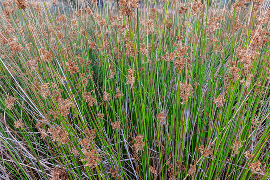 JJuncus effusus. Igusa, soft-rush its elongated stems and seeds.