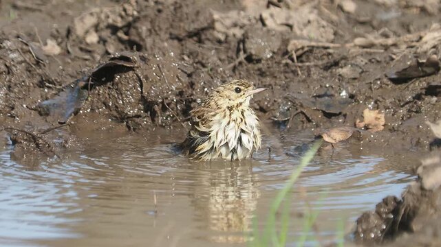 Tree pipit (Anthus trivialis) bathing in a forest pond in spring with beautiful birdsong