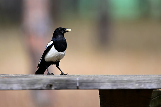 Elster (Pica pica) mit Brot im Schnabel auf einem Tisch im Park // Eurasian magpie  - Nationalpark Coto de Do&ntilde;ana, Spanien