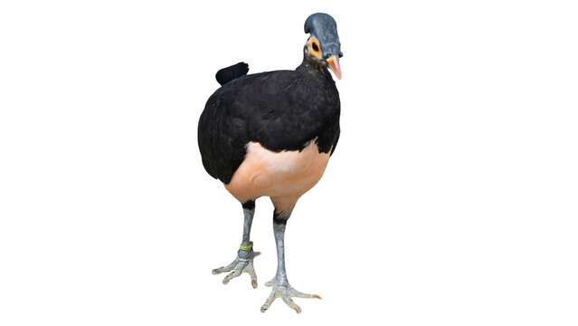 Rare Indonesian Maleo bird macrocephalon maleo isolated on transparent background PNG