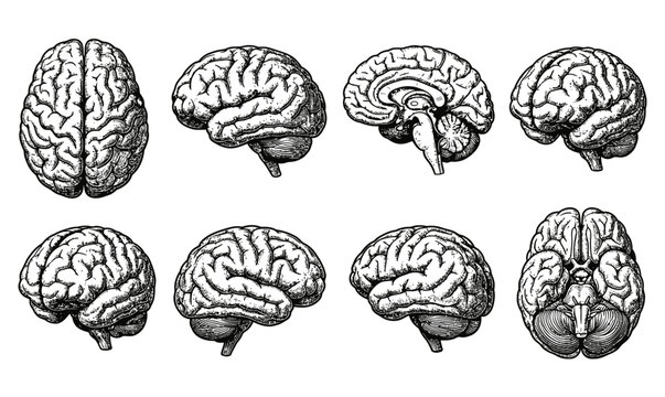 Set of human brain illustrations showing different anatomical angles and views for medical education