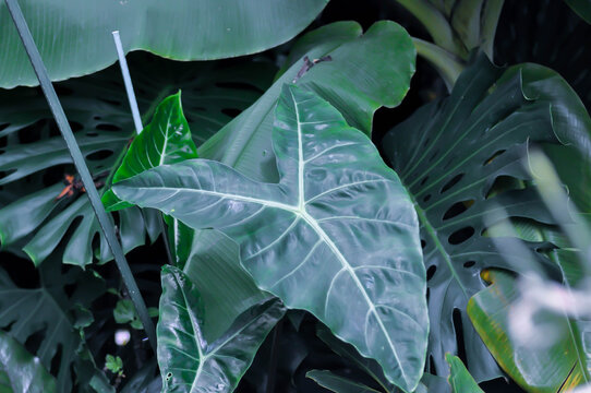 Alocasia longiloba miq, Alocasia longiloba or alocasia