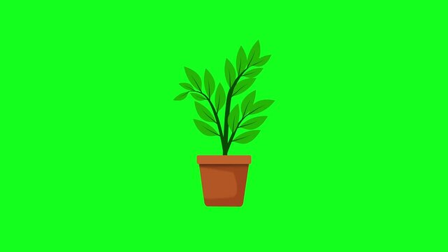Sprout plant leaf tree growing animation. Animated potted houseplant with lush green leaves in clay pot isolated on green background, 2D motion graphic indoor decoration plant.