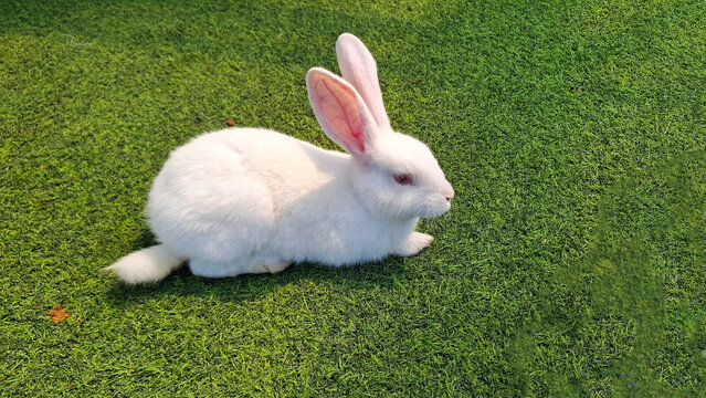 A rabbit with soft white fur in the green grass