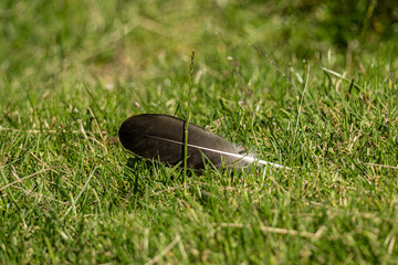 Single dark bird feather resting on fresh green grass in sunlight. © Trygve