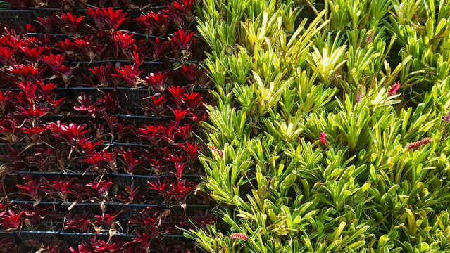 Hundreds of dark-red-leaved bromeliads, densely arranged in a vertical panel structure, combine with lime green leaved ones to create a striking complementary color contrast at the center of the image