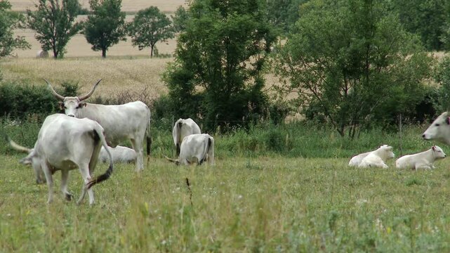 4K Hungarian Grey Cattles in Hungary  