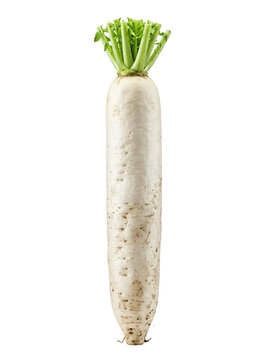 Fresh white daikon radish with green leafy top on transparent background.