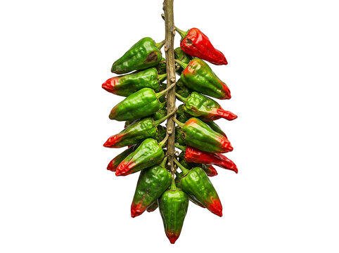 Fresh green and red chili peppers hanging on a string with transparent background.