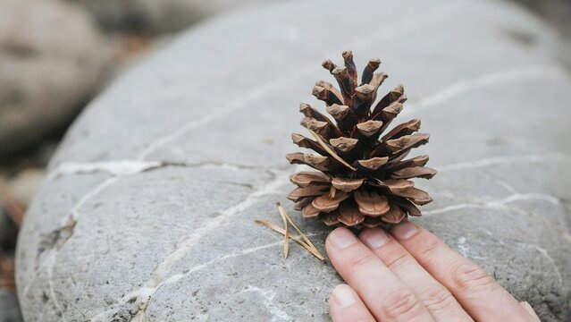 Close-up of pine cone resting on smooth gray rock with human finger for scale