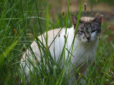 草むらに野良猫がいた