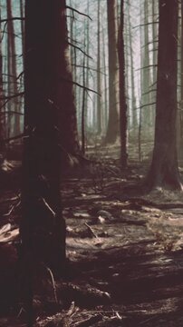 The scene shows a forest area impacted by fire. The tall, charred trees stand among newer plants that are starting to grow. Sunlight filters through the trees creating shadows.
