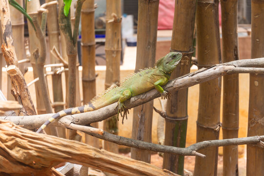 Green water dragon lizard perched on a wooden branch in front of bamboo poles.