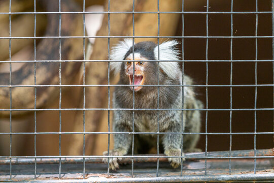 Common marmoset monkey sitting inside a wire cage with its mouth open.