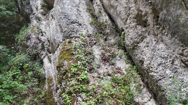 Parete rocciosa con crepe naturali e vegetazione verde che cresce tra le fessure, in un ambiente umido e selvaggio. Dettaglio naturale, ruvido e incontaminato