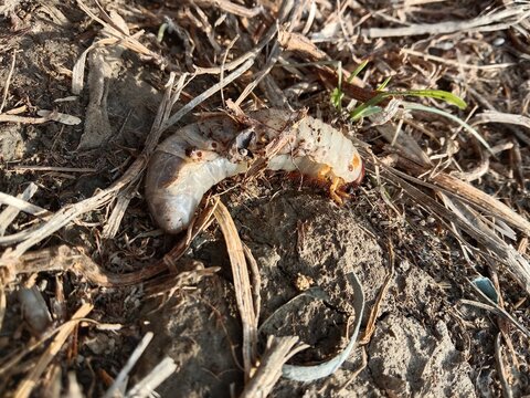 Close-up of a rhinoceros beetle larva resting on natural soil, highlighting its segmented creamy white body, brown head capsule, and detailed insect anatomy in a natural environment.