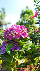Obraz premium beautiful pink hydrangea flowers under blue sky, summer background