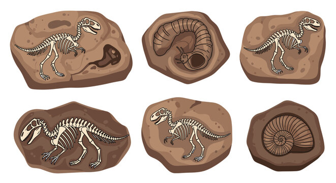 Collection of ancient fossils embedded in stones showing skeletons of prehistoric dinosaurs, ammonite shell, and a giant worm.