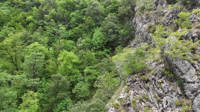 Vegetazione verde e fitta con alberi e arbusti davanti a una grande formazione rocciosa parzialmente coperta di piante