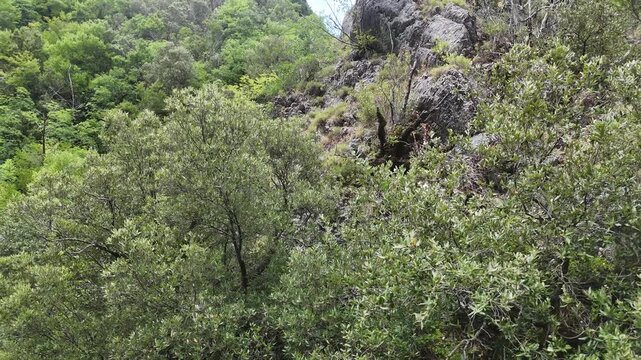 Vegetazione verde e fitta con alberi e arbusti davanti a una grande formazione rocciosa parzialmente coperta di piante