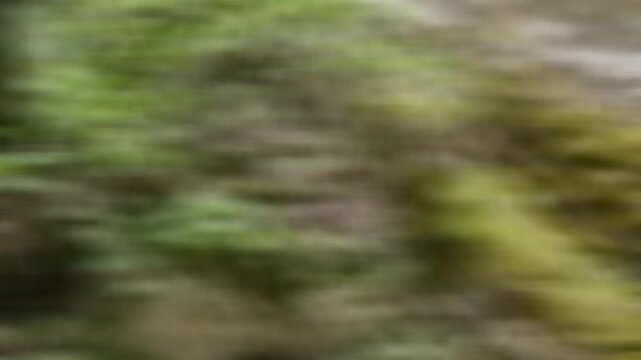 Vegetazione verde e marrone ripresa in movimento, con effetto sfocato che suggerisce dinamismo e ambiente naturale. Scena astratta, vibrante e incontaminata