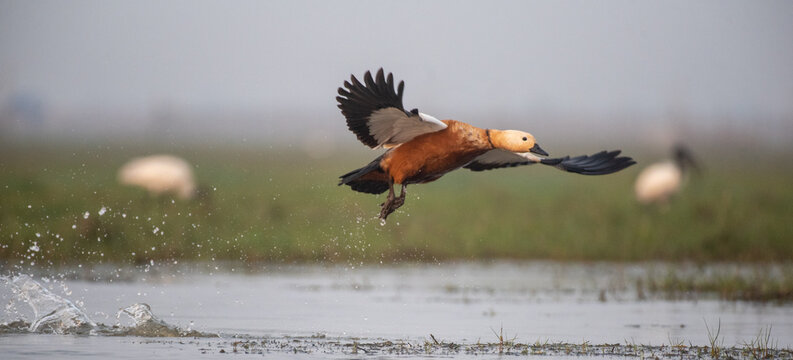 Ruddy shelduck bird in its habitat taking off from the water. Close up, selective focus