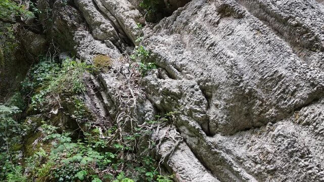 Superficie rocciosa irregolare con piante rampicanti e vegetazione verde che cresce tra le crepe, illuminata da luce naturale