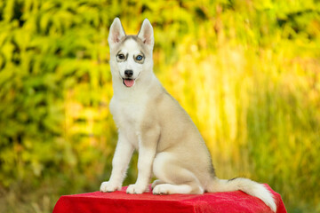 Fluffy Siberian Husky puppy with heterochromia sits happily outdoors on a red blanket. This northern sled dog looks like an Alaskan Malamute, Samoyed, or Laika puppy. © Alina Ziabrieva