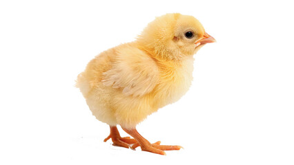 Cute tiny yellow newborn chicken chick standing isolated on transparent background © Arina