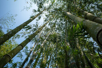 Fototapeta premium Towering bamboo (Bambusa vulgaris) stalks stretch skyward