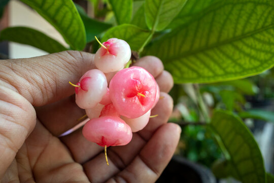 Water apples fruit, Syzygium aqueum on its tree, known as rose apples or watery rose apples