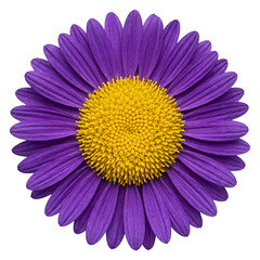 Obraz premium Beautiful purple flower with yellow center on transparent background for design use.