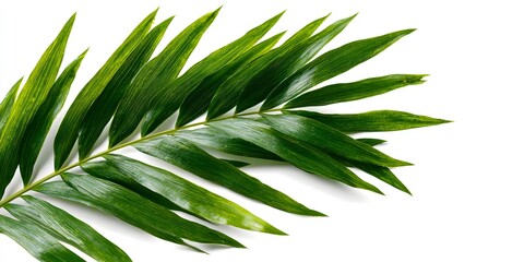 Fototapeta premium Green palm leaf fronds arranged diagonally on a stark white background.
