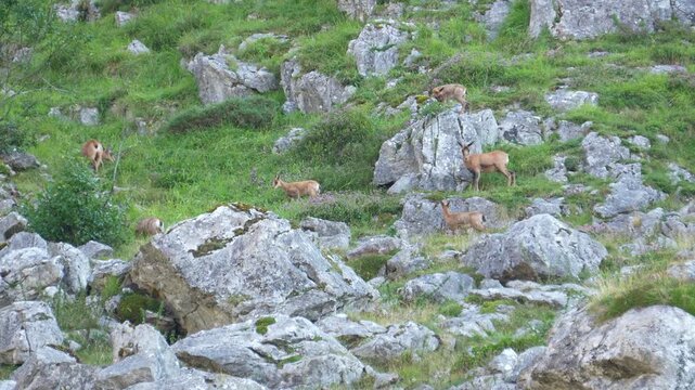 A group of wild chamois gracefully navigating the steep, rocky, and lush green terrain of the Picos de Europa mountains in Spain. Ideal for nature, wildlife, or travel content.