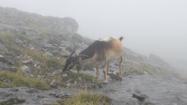 A wild goat with a bell grazes on a rocky, grassy mountain slope amidst dense fog in Picos de Europa, Spain. The remote, misty landscape creates an atmospheric and serene scene.