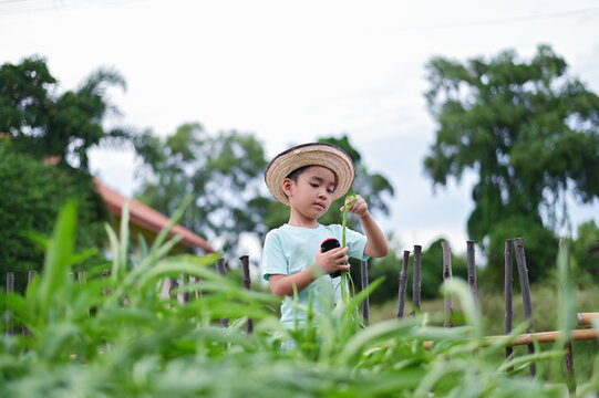 A 4-year-old Asian boy learns organic gardening in a vegetable garden, planning food production and understanding the importance of future food security.