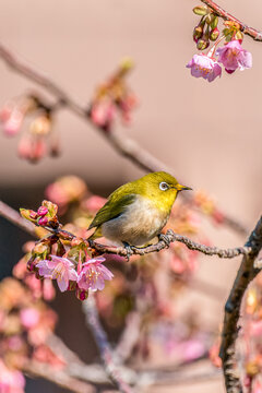 Japanese White-eye Bird Perched on Early Cherry Blossom Branch in Spring