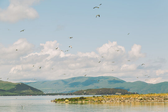 Flock of Gulls Flying Over Lake Sevan With Mountain Backdrop, Armenia