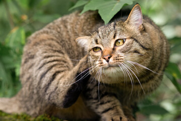 Obraz premium Tabby Cat Scratching Its Ear with Paw Outdoors, Pet Health and Grooming