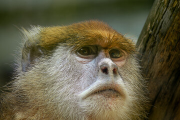 Golden monkey erythrocebus patas portrait with soft natural background closeup photo © Artem