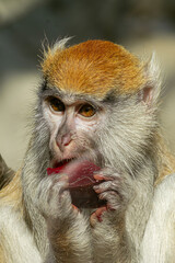 Golden monkey  erythrocebus patas eating red fruit close-up portrait macro photo © Artem