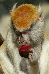 Golden monkey erythrocebus patas holding and eating red fruit closeup macro photography © Artem