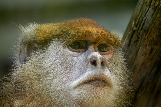 Golden monkey erythrocebus patas portrait with soft natural background closeup photo