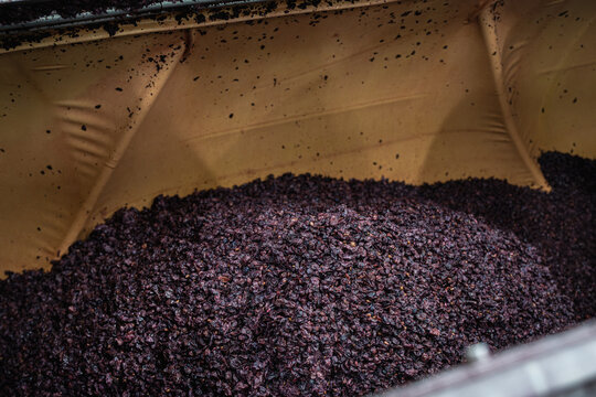 Pinot Noir pomace inside pneumatic wine press